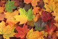 Top down view of a pile of dried yellow, green, orange, purple and red maple leaves. Closeup Royalty Free Stock Photo