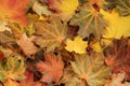 Autumn background - top down view of a heap of dried yellow, green, orange and red maple leaves. Royalty Free Stock Photo