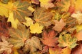 Top down view of a heap of dried yellow, green, orange and red maple leaves. Closeup Royalty Free Stock Photo