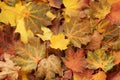 Top down view of a pile of dried yellow, green, orange and red maple leaves. Closeup Royalty Free Stock Photo