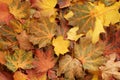 Autumn background - top down view of a heap of dried yellow, green, orange and red maple leaves. Royalty Free Stock Photo