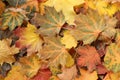 Autumn background - top down view of a pile of dried yellow, green, orange and red maple leaves. Closeup Royalty Free Stock Photo