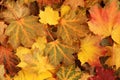 Autumn background - top down view of a heap of dried yellow, green, orange and red maple leaves. Royalty Free Stock Photo