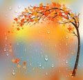 Autumn background with a tree and a colorful leaves and raindrops. Royalty Free Stock Photo