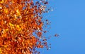 Autumn background with a tree and golden leaves and blue sky