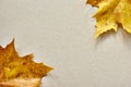 Two yellow autumn leaves on brown cardboard