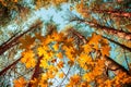 Autumn background. View from below on the crowns pines and maple trees with yellow and red leaves
