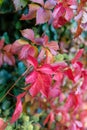 Autumn background Royalty Free Stock Photo
