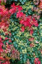 Autumn background Royalty Free Stock Photo