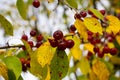 Autumn background for wallpaper. Wild apple tree with ripe red fruits against a background of yellow foliage. Pattern Royalty Free Stock Photo