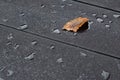 Autumn background with water drops and one yellow leaf on dark wooden table, selective focus. Royalty Free Stock Photo