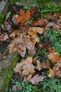 Autumn background with wet broun maple leaves and grass covered with frost Royalty Free Stock Photo