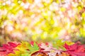 Autumn background with a whis autumn colorful leaves and beautiful sunny bokeh Royalty Free Stock Photo