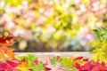 Autumn background with a whis autumn colorful leaves and beautiful sunny bokeh Royalty Free Stock Photo