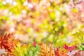 Autumn background with a whis autumn colorful leaves and beautiful sunny bokeh Royalty Free Stock Photo