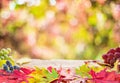 Autumn background with a whis autumn colorful leaves and beautiful sunny bokeh Royalty Free Stock Photo