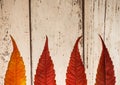 Autumn Background