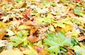 Autumn background (yellow abscissed leafs) Royalty Free Stock Photo