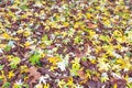 Autumn background (yellow abscissed leafs) Royalty Free Stock Photo