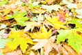 Autumn background (yellow abscissed leafs) Royalty Free Stock Photo