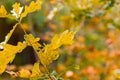 Autumn background. yellow branch oak leaves on blurred background Royalty Free Stock Photo