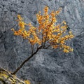 Autumn background Yellow color European mountain ash Sorbus aucuparia tree, red orange foliage in fall on isolated tiny tree on Royalty Free Stock Photo