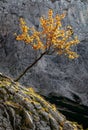 Autumn background Yellow color European mountain ash Sorbus aucuparia tree, red orange foliage in fall on isolated tiny tree on Royalty Free Stock Photo