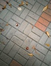 Autumn background of yellow dry leaves, chestnuts on paving slabs on the street after rain, top view Royalty Free Stock Photo