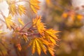 Autumn background with yellow fall maple leaves and abstract bokeh sun light Royalty Free Stock Photo