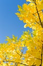 Autumn background with yellow foliage over blue sky Royalty Free Stock Photo