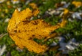 Autumn background with yellow leave in the hand and rain drops Royalty Free Stock Photo