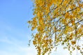 Autumn background with yellow leaves are birch tree on vibrant blue sky Royalty Free Stock Photo