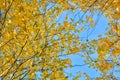 Autumn background with yellow leaves are birch tree on vibrant blue sky Royalty Free Stock Photo