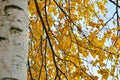 Autumn background with yellow leaves are birch tree on vibrant blue sky Royalty Free Stock Photo