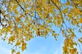 Autumn background with yellow leaves are birch tree on vibrant blue sky