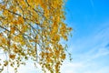 Autumn background with yellow leaves are birch tree on vibrant blue sky Royalty Free Stock Photo