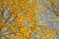 Autumn background with yellow leaves are birch tree on vibrant blue sky Royalty Free Stock Photo