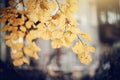 The branches of the linden in autumn yellow leaves Royalty Free Stock Photo