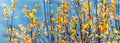 Autumn background with yellow leaves on the branches of young trees near the river Royalty Free Stock Photo
