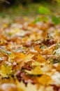 Autumn background with yellow leaves close-up Royalty Free Stock Photo
