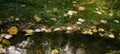 Yellow leaves in the water in early autumn Royalty Free Stock Photo