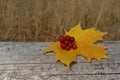 Autumn background - yellow maple leaf and guelder-rose berries lying on a dry fallen tree trunk, close-up, copy space Royalty Free Stock Photo