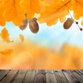 Autumn Background with Yellow Oak Leaves, Acorns Royalty Free Stock Photo