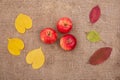 Autumn background yellow and Red leaves of berries fruits fall Royalty Free Stock Photo