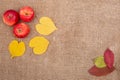 Autumn background yellow and Red leaves of berries fruits nuts fall Royalty Free Stock Photo