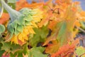 Autumn background, yellow sunflower and red maple leaves, close-up. Royalty Free Stock Photo