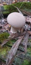 Autumn background: a young puffball in the autumn forest