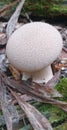 Autumn background: a young puffball in the autumn forest