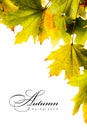 Autumn backgroundl maple leaves Royalty Free Stock Photo