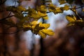 Autumn backgrounds.Fall